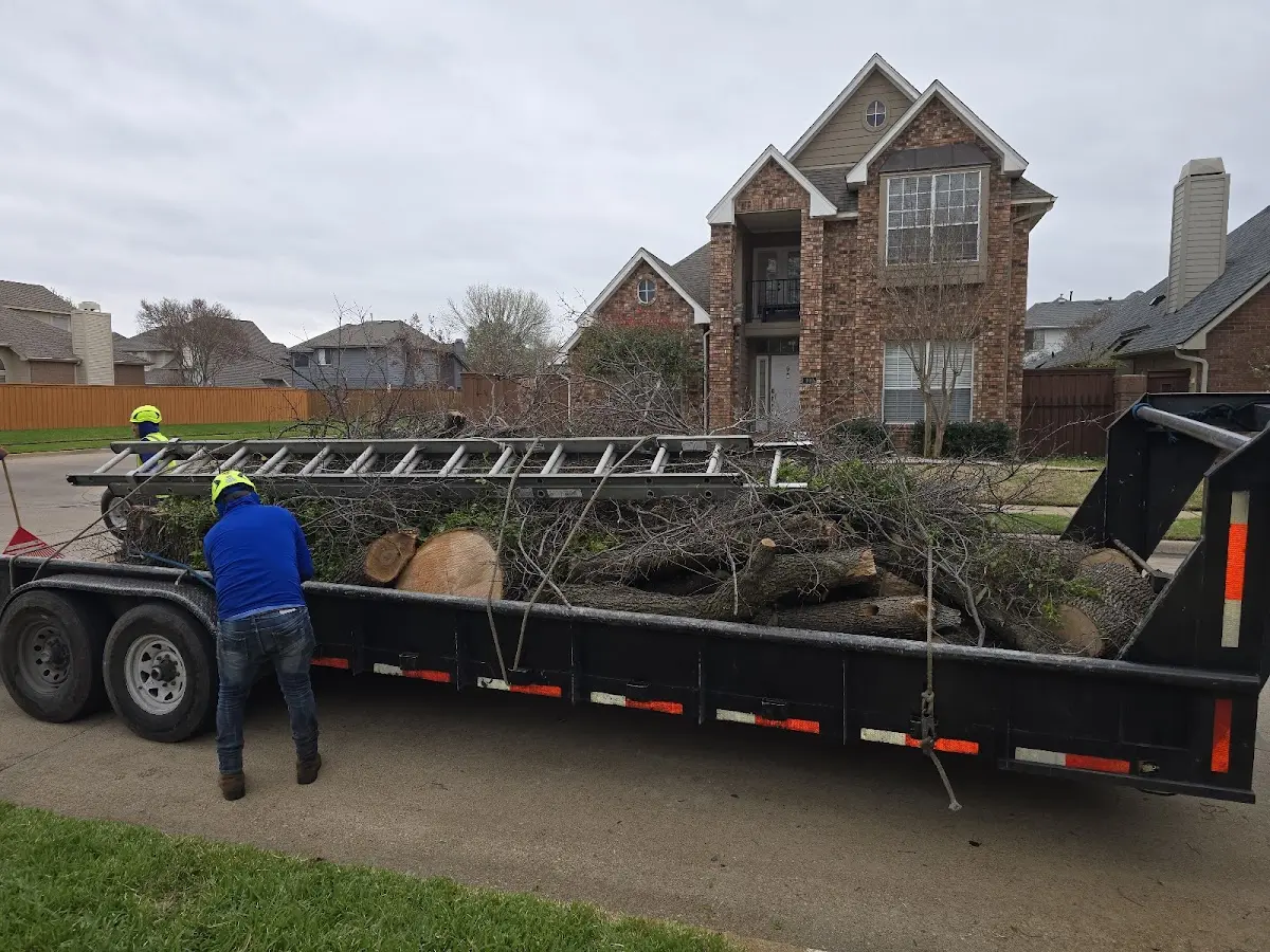 Expert Tree Pest Control with proper safety equipment in Milton